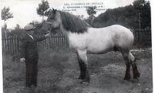 CPA 77 NANGIS HORSE TRADE L.CHEVILLON (MAGNIFICENT CLOSE-UP picture