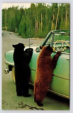 c1950s-60s~Cute Bear Cubs Installing Radio Antenna~Yellowstone WY~Postcard picture