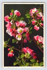 Postcard Japanese Quince Flower Thor Gyger Stehli Series 1940s Unposted picture
