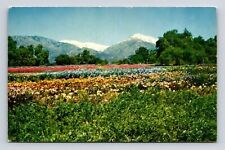 Claremont California Rancho Santa Ana Botanic Garden Scenic Chrome Postcard picture