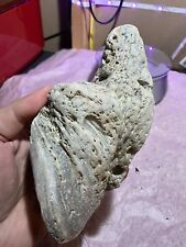 1.2 LB Large Natural CORAL Fossil Specimen. Found In Fort Collins, Colorado picture