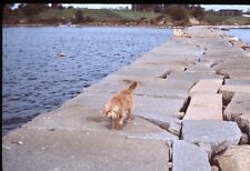 1982 Scruffy Mutt Dog Walking Rock Pier 80s Vintage 35mm Ektachrome Photo Slide picture