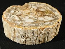 Perfect BARK 225 Million Year Old Polished Petrified Wood Fossil 461gr picture