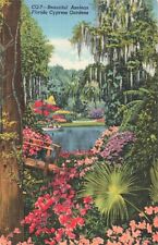 Cypress Gardens Florida, Beautiful Azaleas Lush Vegetation, Vintage Postcard picture