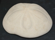 Vintage Large Puffy Seabiscuit  Sea Biscuit Sand Dollar Fossil Sea Shell picture