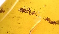 RARE Swarm of Spiderlings, Fossil inclusion in Burmese Amber picture