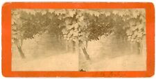 KANSAS SV - Manhattan Grape Vines - RE Lofinck 1880s RARE picture