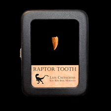 Original Raptor Tooth - With Display Case picture