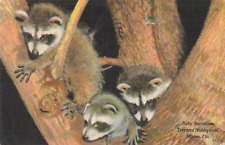 Vintage Postcard, Baby Racoons, Miami Florida, Long Ago* picture