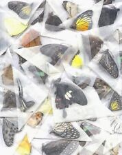 Mixed Lot of  10 REAL Butterflies SHIPS FROM USA WHOLESALE LadybugOddities picture