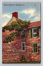 Winchester VA-Virginia, Nature's Freak Tree, Antique, Vintage Souvenir Postcard picture