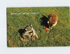 Postcard A pair of Raccoons having a snack White Pines Deer Park Oregon IL USA picture