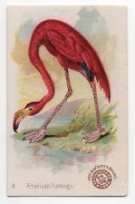 1896 American Flamingo Bird Card Arm & Hammer Soda J2 Church & Dwight #8 New Ser picture