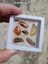6 pieces Myanmar Burma Burmite Amber with insects Fossil Amber In Display K4 picture