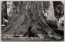 Postcard Father of the Forest 100 ft Around, Big Basin CA RPPC O165 picture