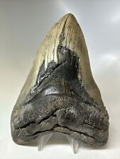 Megalodon Shark Tooth 5.88” Huge - Authentic Fossil - Natural 16120 picture