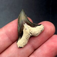 Green Hemipristis Shark Tooth Fossil Hemi Sharks Teeth Gem Tiger Bone Valley picture