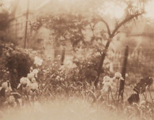 4W Photograph 1920-30's Picturesque Flowers Garden  picture