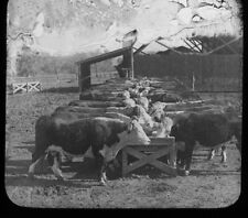 c1900 Feeding Hereford Cattle Kansas Magic Lantern Glass Slide Keystone picture