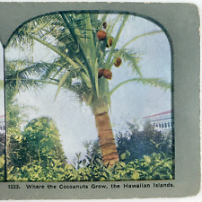 Hawaiian Coconut Palm Tree Stereoview c1905 Hawaii Tropical Plant Card Art C1206 picture