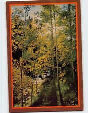 Postcard Aspen Trees on Fall River Road, Colorado picture