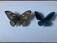 Ornithoptera urvillianus blue butterfly - MALE/FEMALE pair picture