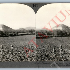 c1900s San Juan Teotihuacan Mexico Ancient Pyramid Sun Real Photo Stereoview V45 picture