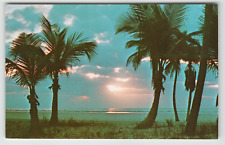 Postcard Beautiful Sunrise with Palm Trees in Florida picture