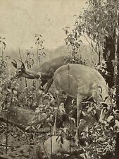 Vintage Ephemera Postcard 1936 litho White Tailed Deer Museum Natural History picture