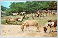 c1960s Wild Pony Round Up Assateague Island Virginia Vintage Postcard picture