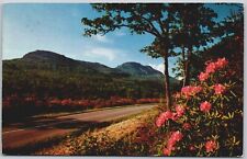 Vintage 1962 Blue Ridge Parkway Virginia Catawba Rhododendron Postcard picture