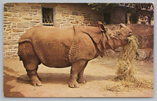 Postcard Indian Rhinoceros Philadelphia PA Zoological Garden Unposted Chrome picture