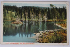 c1920s Postcard Beaver Dam & Hut Yellowstone National Park WY Unposted USA picture