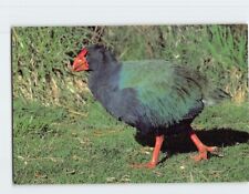 Postcard A New Zealand Takahe Te Anau Wildlife Bird Reserve Te Anau New Zealand picture