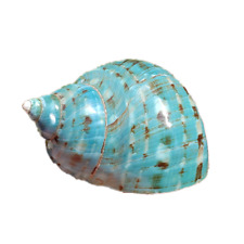 Large Green Sea Snail Natural Shell Conch Aquarium Landscape Seashell 8-14CM picture