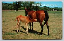Greetings From Sauk City Wisconsin Unposted Postcard Horses picture
