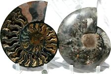 RARE 1 in 100 BLACK Ammonite Cut Split Pair XXXLarge 8.1