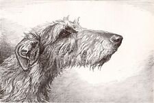 DOG Scottish Deerhound Sketch Portrait, Beautiful Art Print from 1930s picture