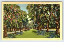 Beautiful Pepper Tree Drive In California Vintage Linen Postcard AF522 picture