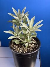 White Sage LIVE Plant in 1 gallon Pot. Salvia Apiana- SHIPS USPS PRIORITY 1-4 picture