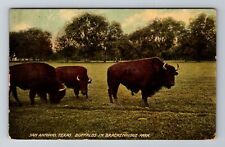 San Antonio TX-Texas, Buffalos In Brackenridge Park, Vintage c1940 Postcard picture