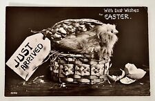 Postcard Antique EASTER Wishes RPPC c1910 Chick With Eggs In Basket REAL Photo picture