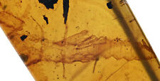 Rare Partial Scorpion, Fossil inclusion in Burmese Amber picture