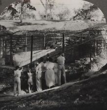 A Family Visiting the Zoo - The Family Series Keystone Stereoview c1925 picture