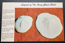 Florida FL Postcard The Sand Dollar Shell Found in great numbers Coast picture