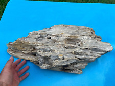 Texas Petrified Fossil Wood Large 22