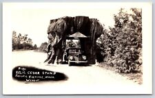 RPPC Giant Cedar Stump Snohomish Washington WA UNP Webber Photo Postcard K3 picture