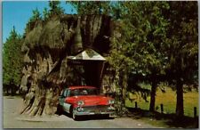 c1950s Washington State Roadside Postcard 