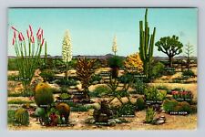 CA-California, Varieties Of Desert, Antique, Vintage Souvenir Postcard picture