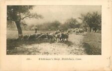 Middlebury Connecticut 1917 Farm Agriculture Whittemore's Sheep Postcard 22-8403 picture